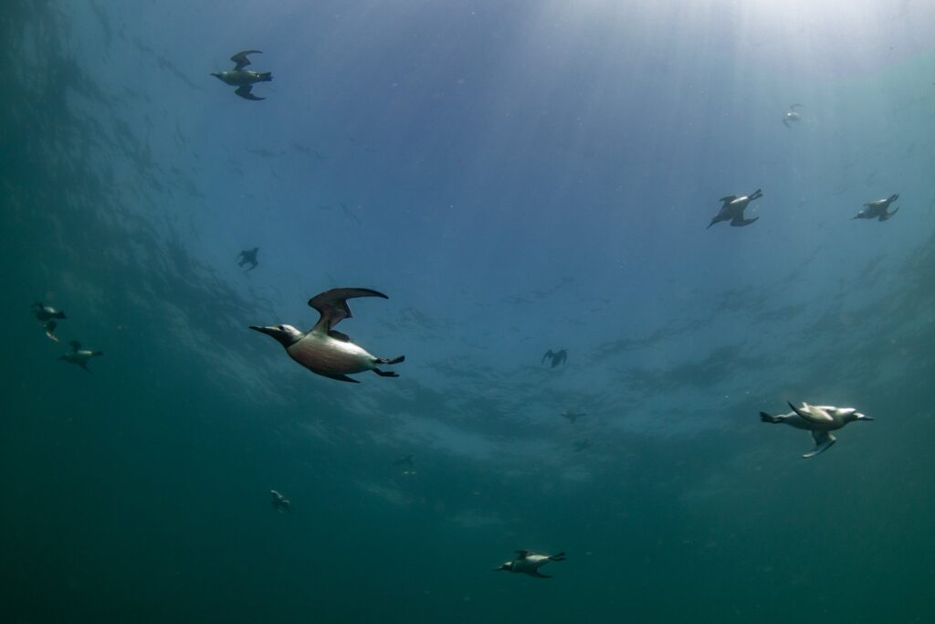 This image has an empty alt attribute; its file name is IvanDonoghue_UnderwaterBirds_SalteeislandsCoWexford-1024x683.jpeg